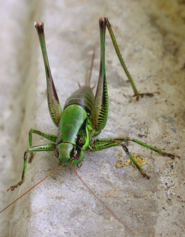 Tettigoniidae:   Eupholidoptera sp.